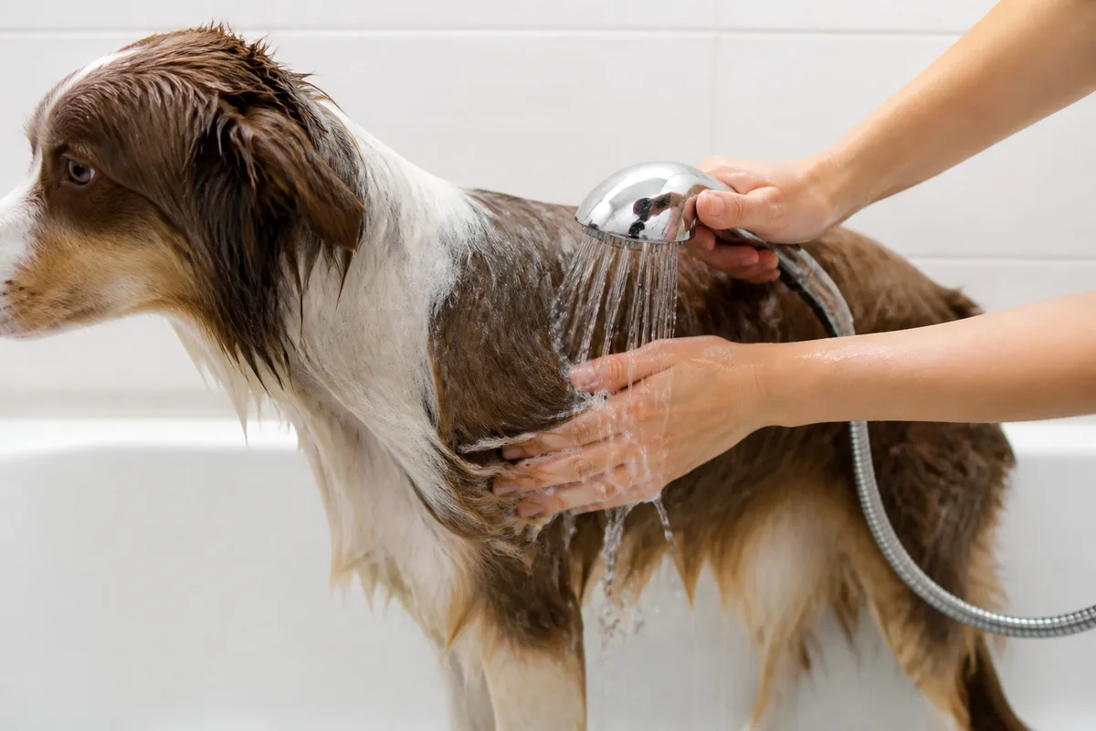 Chien de taille moyenne dans une baignoire, eau tiede coulant sur son flanc, mains rincant le poil, ambiance salle de bain domestique