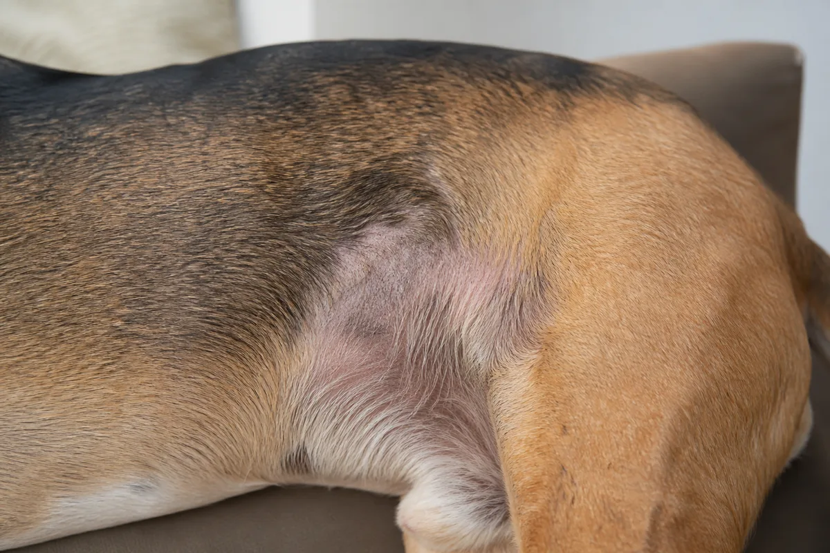 Zone de pelage clairsemée sur le flanc d&rsquo;un chien, peau visible, poil environnant terne